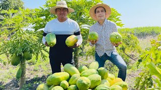 Huerta de PAPAYA en Morelos  Me encontré con esta Familia muy trabajadora experimentando cultivos [upl. by Eitac]