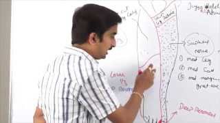 Anatomy of Anterior Lateral Medial side of leg and dorsum of foot  DrGBhanu Prakash [upl. by Diad]