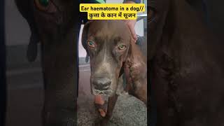 Aural or ear haematoma in a dogdog ke kan me sujan [upl. by Odericus35]