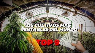 9 CULTIVOS que te harán RICO en la AGRICULTURA [upl. by Phares203]