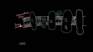 Electron Transport Chain  Respiration in Plants  Biology  Khan Academy [upl. by Peltz]