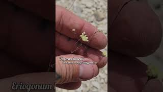 Gypsum Badlands and Rare Plants Short Vid [upl. by Ihab]