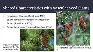 Biology 108 Presentation on Coniferophyta [upl. by Refinney]