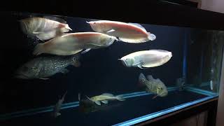 Cichla Temensis amp Silver Albino Arowana [upl. by Rola]