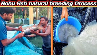 rohu natural fish breeding  amazing fish egg hatching techniques राहु मछली के प्रजनन के बारे में [upl. by Enuahs583]