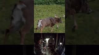 Freeze deerhunter hunting slowmotion archery wildlife [upl. by Didi895]