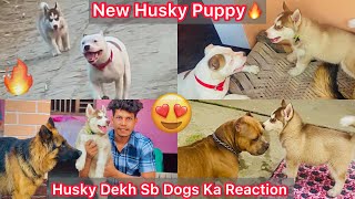 Husky Puppy Ki Entry Hui Ghar😍Sb Dogs Ka Reaction Husky Puppy Dekh🔥 [upl. by Tonia975]