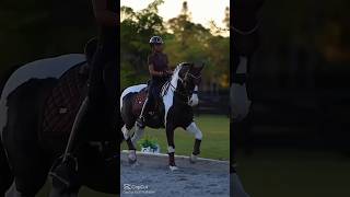 Horse edit horse horseing horseedits equestrian edit [upl. by Kired]