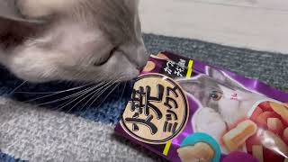 【tonkinese】eat delicious food トンキニーズ [upl. by Velleman]