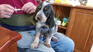 Precious BLUETICK COONHOUND PUPPY 756  567 KG [upl. by Nedgo]