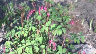 Bleeding heart flower in early May 2013 [upl. by Bohlin688]