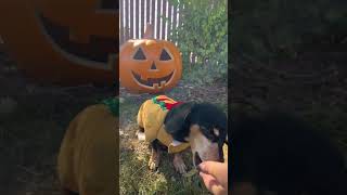 Halloween Spooky Sounds🧡🐶 doghalloweencostume weinerdog dogloversofyoutube [upl. by Htinnek268]