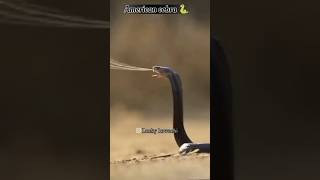 Zarina🐍Cobra 🐍 Pakistani😝 funny comedy foryou shorts funnyvvideo shortvideo cobra snake [upl. by Hernando]