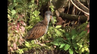 Waterral Rallus aquaticus poetsend [upl. by Whitten]