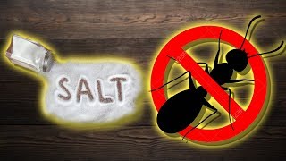 Is salt good to get rid of ants  And other Salt benefits [upl. by Lartnom]