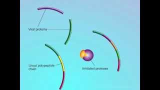 HIV Mechanisms of Action of Protease Inhibitors PIs [upl. by Tulley891]