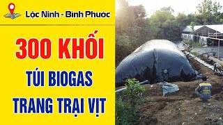 300 khối  Túi biogas ở Lộc Ninh  Bình Phước [upl. by Nahej]