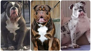 Old English Bulldog Things You Must Know About this Bold amp Friendly Dog  Old English Bulldogge [upl. by Danice359]