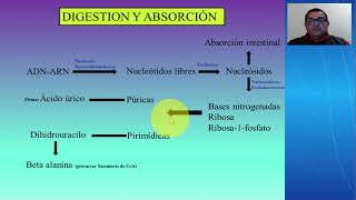 METABOLISMO DE ÁCIDOS NUCLEICOS METABOLISMO DE PURINAS Y PIRIMIDINAS [upl. by Nike830]