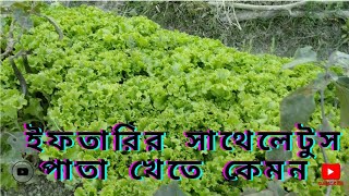 লেটুস পাতা খেতে কেমন  Letus pata khete kemon  SWAGBOYSHORIF [upl. by Chadbourne]