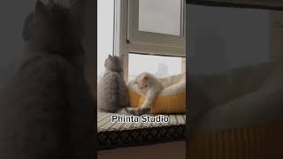 cat cute catlover catlovers catshorts catvideo kucing kucinglucu kucingimut [upl. by Amsab]