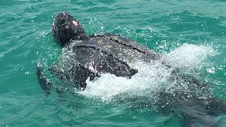 Leatherback turtle dives deeper than a Navy sub smashing world record in the process [upl. by Ennazor]