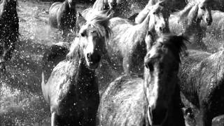 HD BBC Earthflight Horses and Flamencos [upl. by Anihtyc]