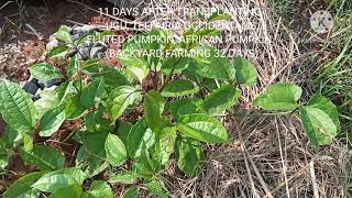 32 DAYS OLD UGU FLUTED PUMPKIN TELFAIRIA OCCIDENTALIS AFRICAN PUMPKIN  BACKYARD FARMING [upl. by Eniad697]