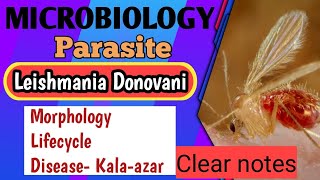 Leishmania Donovani lifecycle  Morphology  Disease  Parasitology  Microbiology [upl. by Ahsiniuq]