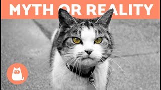 Can Cats Protect Against Negative Energy  Myth or Reality [upl. by Acinat]