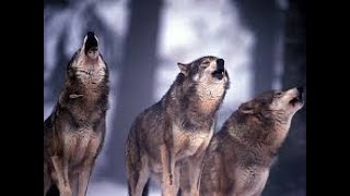 Hurlement Des Loups  Howling Wolves Black Screen  POUR DORMIR  TO SLEEP [upl. by Puett]