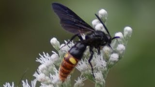 Bluewinged wasp eating nectar in flowers [upl. by Elfont]