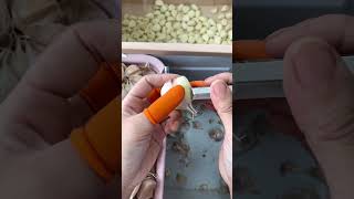 Garlic peeling tool easy to peel satisfying [upl. by Stanfill]