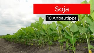 Soja 10 Anbautipps [upl. by Adnicaj]