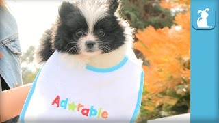 Pomeranian Puppy In A Baby Bib Is Awesome  Puppy Love [upl. by Cull]