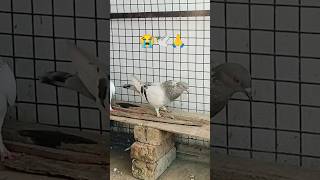 High flying Racer Kabutar 🕊️ Kabutar ulti kyu karta hai trending pigeon kabutar video shorts [upl. by Ayotas517]