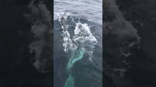 Hundreds of Friendly Dolphin swimming with our glacier Bay Catamaran off La Jolla Aug 2024 AMS [upl. by Scherman]