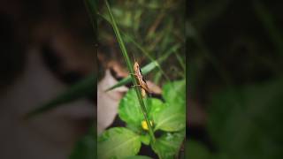 Locust  පළඟැටියා locusts beautifulanimals naturelifest [upl. by Cornwall526]