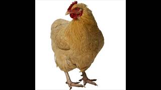 Chicken Sound Effect in Best Quality [upl. by Kalman]