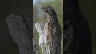 Amazing Bird Potoo [upl. by Galligan]