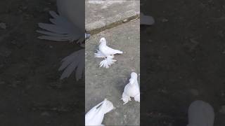 white lotonyoutubeshorts pigeonbird trending kabootar only loton kobutor [upl. by Aihsem]