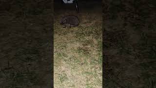 Hedgehog night  Jeż shorts wildlife animals nature zwierzęta fauna night video youtube uk [upl. by Aleuqahs]