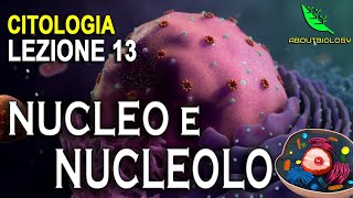 NUCLEO e NUCLEOLO Citologia Lezione 13 [upl. by Anirdna]