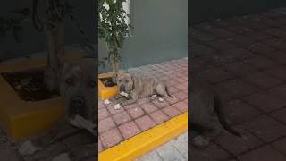 americanbully ppp pitbull dogbreed perros k9 petfriendly kennel adoptme abandoned oxxo [upl. by Dranal]