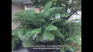 Dicksonia antarctica Tasmanian Tree Fern [upl. by Tekcirc]