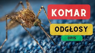 Komar odgłosy opis 🦟 Bzyczenie komara jak robi komar dźwięk komara 🦟🦟🦟 [upl. by Auoy]