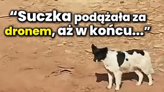 MĘŻCZYZNA RATUJE PSA DRONEM W OSTATNIEJ CHWILI [upl. by Ainesej396]