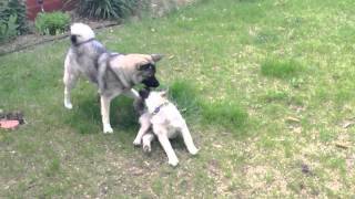 Norwegian Elkhound Fight [upl. by Anneres]