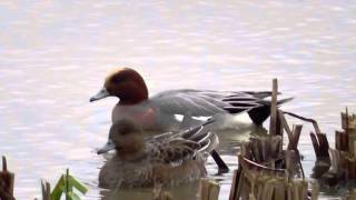 Pulborough brooks RSPB reserve Sussex UK [upl. by Ecinert]