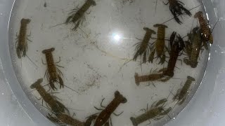 Our best bait yabby catch so far [upl. by Amato]